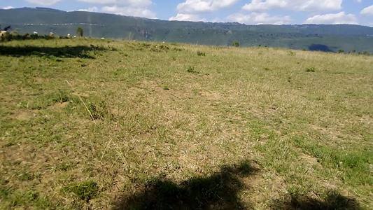 Plots Near Crasha (Rare)